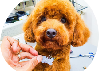 The Ultimate Guide To Dog Grooming And Care