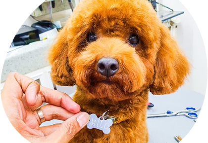 The Ultimate Guide To Dog Grooming And Care